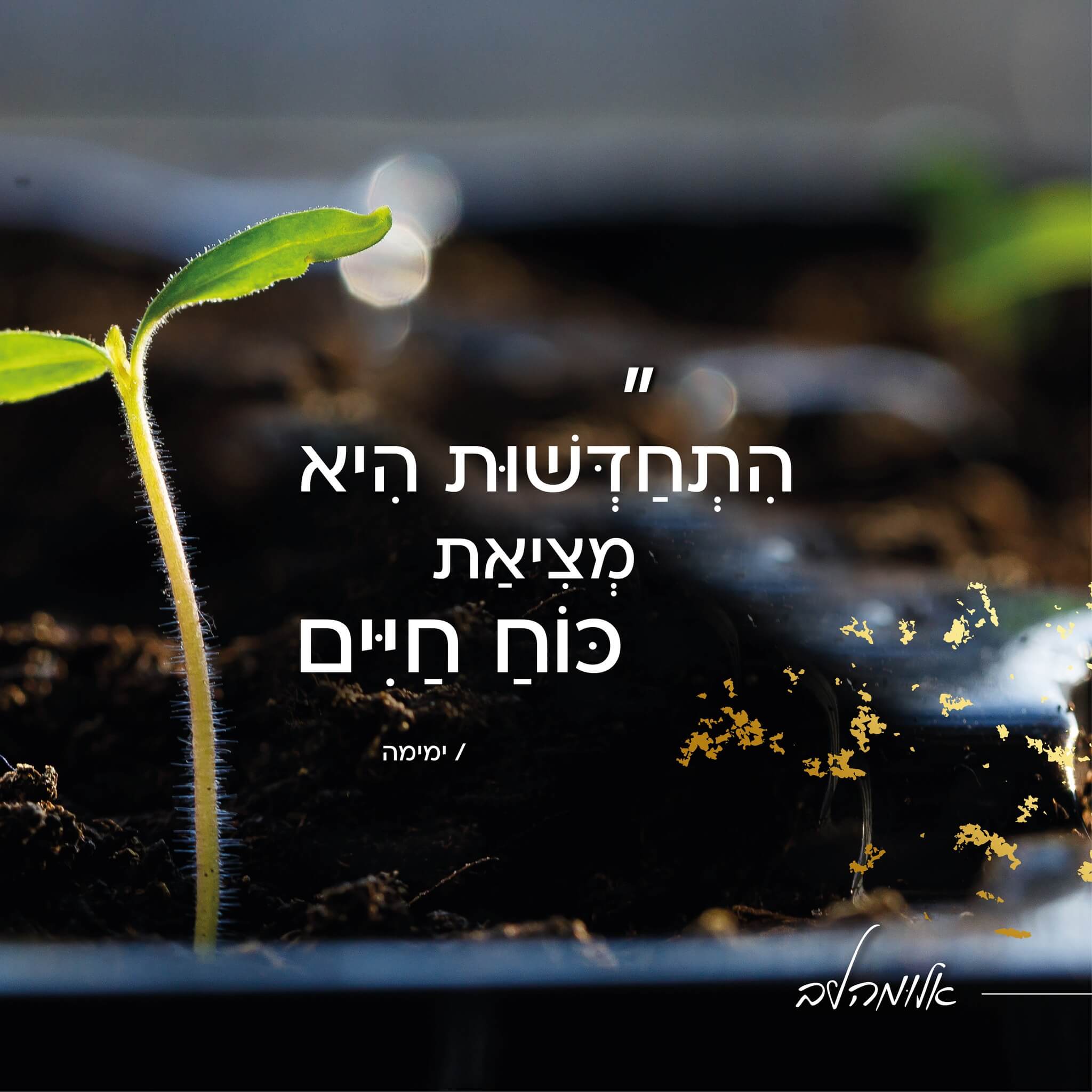 You are currently viewing יום הבלוג הבינלאומי: 10 יוצרים ויוצרות ומדריכי סיורים שכדאי לעקוב אחריהם
