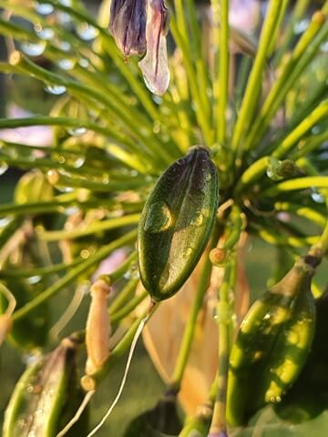 צמחים בבית העלמין הצבאי הבריטי ברמלה